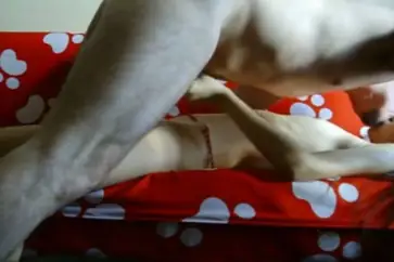 Kamar Bintang Lima ABG Bispak Jakarta Live